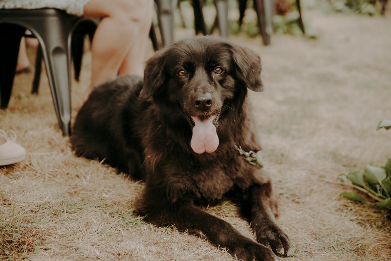 Black Dog lying in the wedding aisle at Vancouver Island Wedding