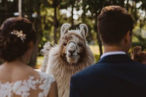 Newlyweds framed by face of llama on Vancouver Island