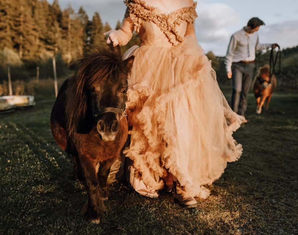 bride in peach gown runs with miniature horse