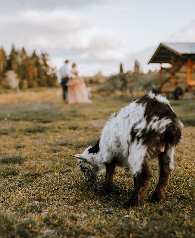 newlyweds with goat on Yellow Point Farm