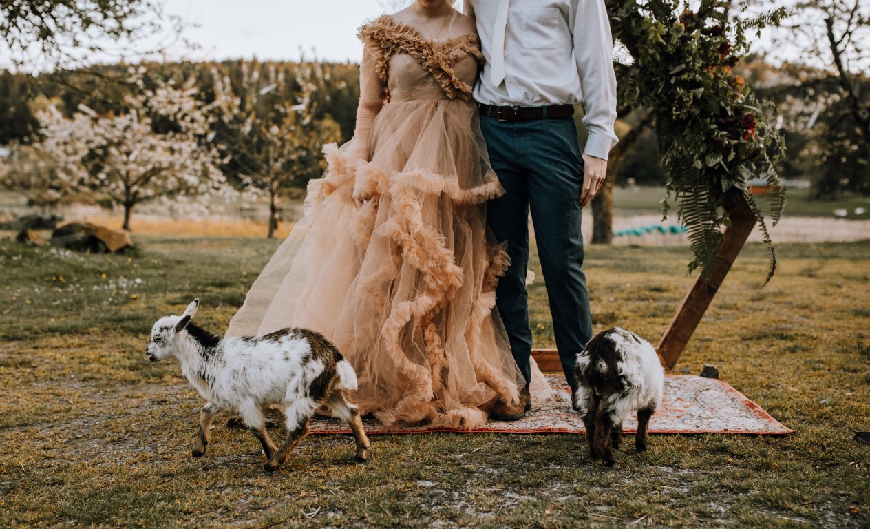 bride and groom with two baby goats