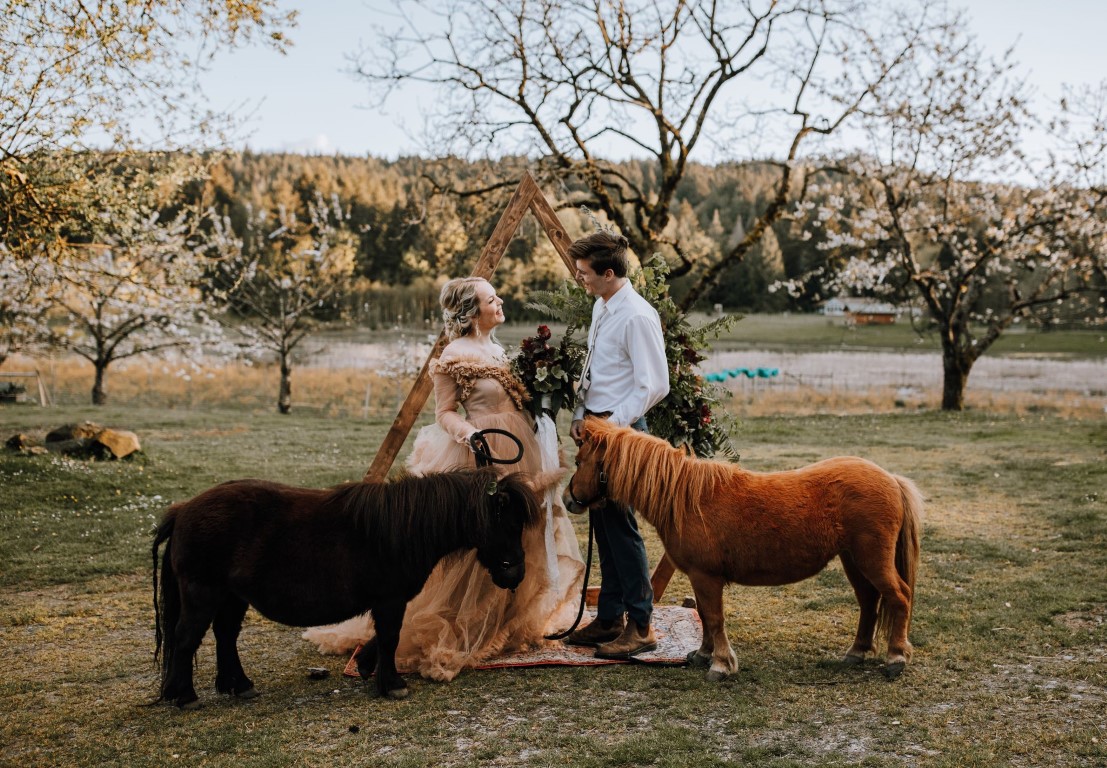 bride and groom with miniature horses at Yellow Point Farm