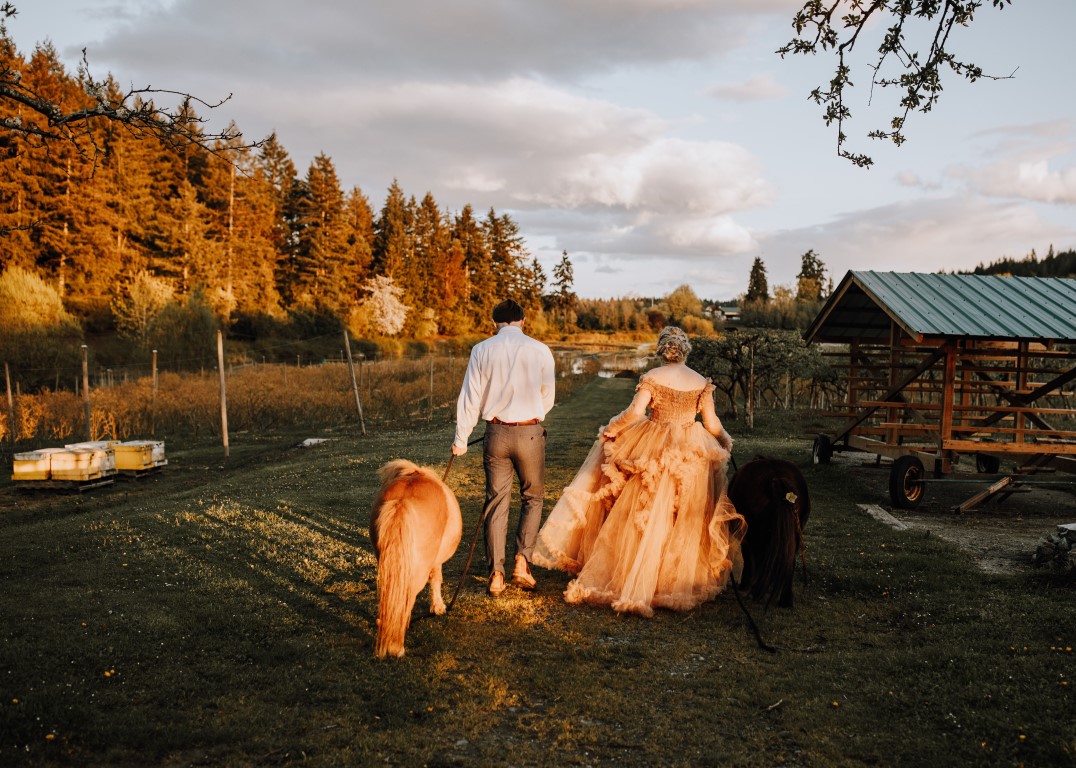 Newlyweds walk shetland pony into a sunset on Vancouver Island