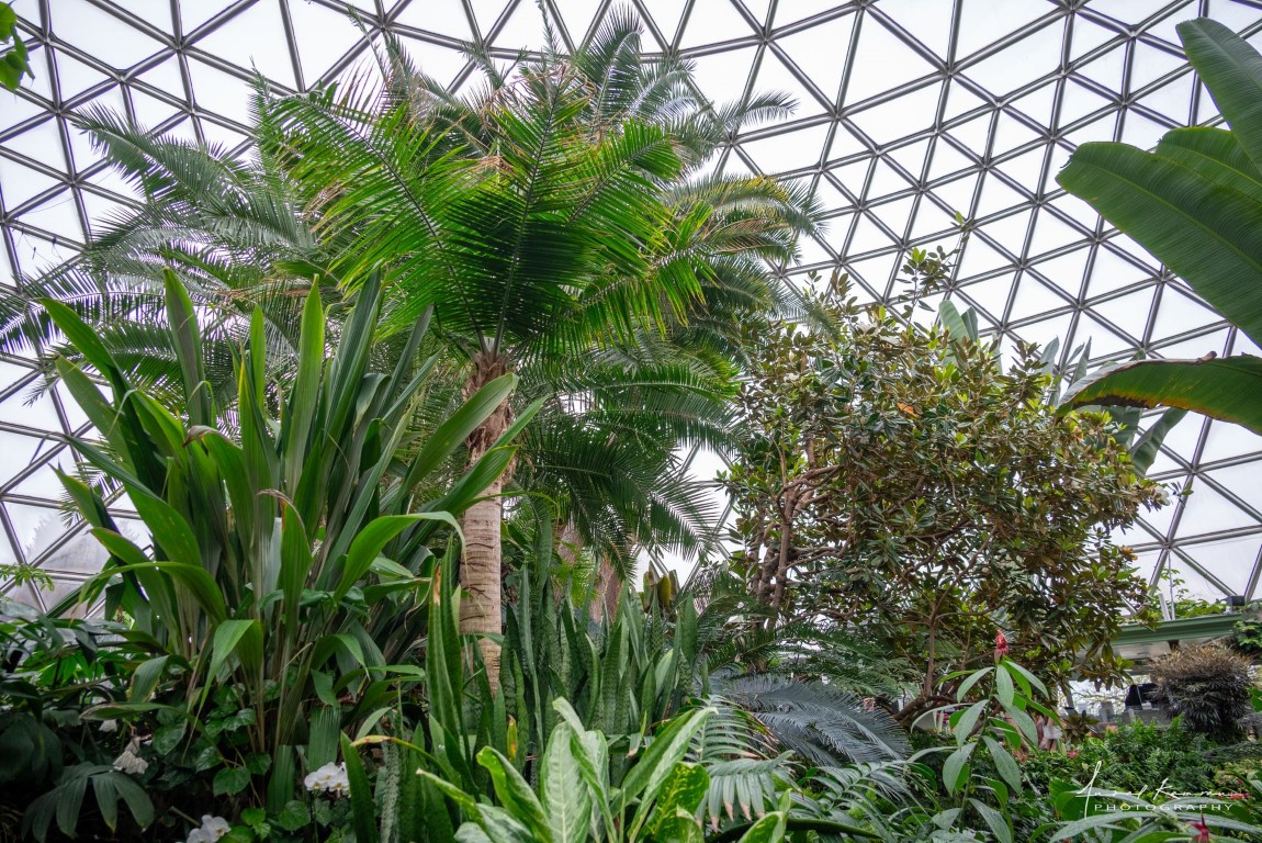 Lush + Vibrant Vows at Bloedel Conservatory Vancouver