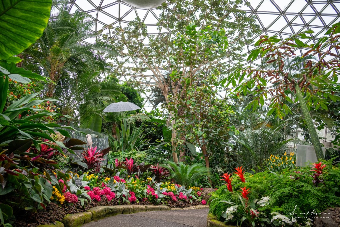 Tropical Greenery at Bloedel Conservatory Vancouver