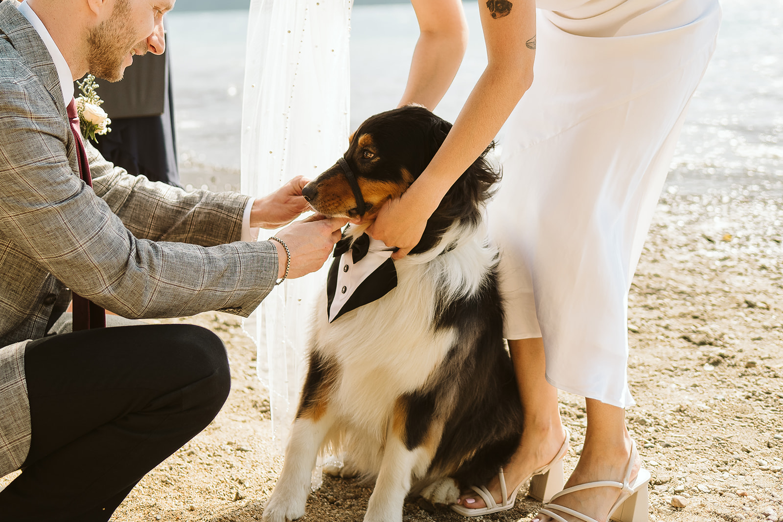 Groom gets rings from dog ringbearer