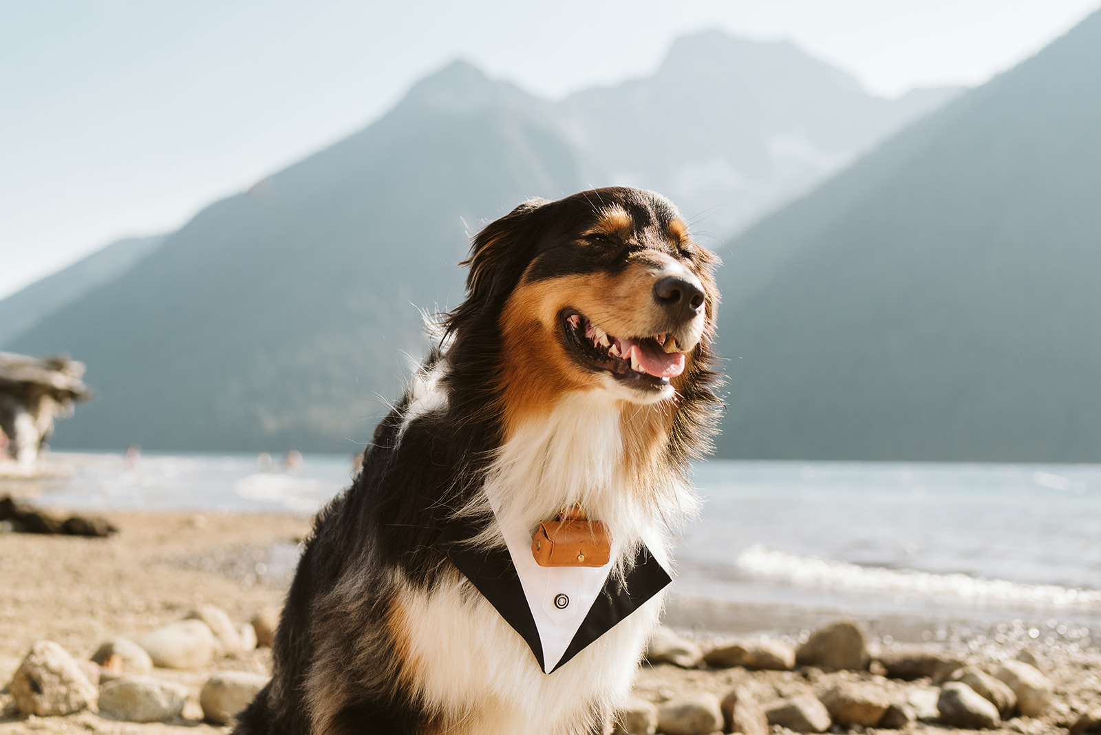 Wedding dog wearing tux and bearing rings