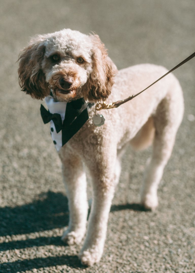 Dog in tuxedo collar for wedding 