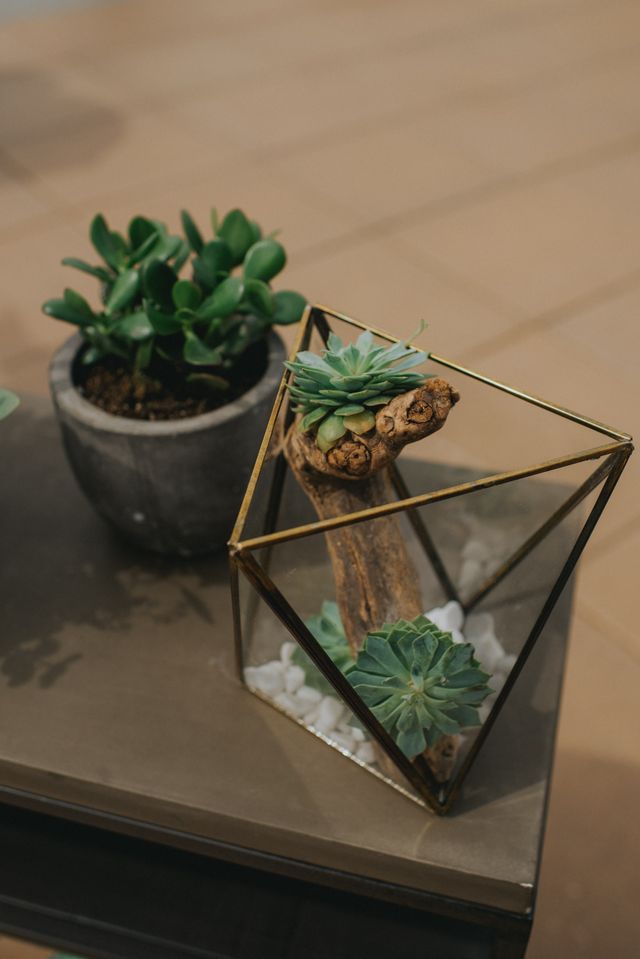 Plants in gold terrariums on head table at Hotel Eldorado