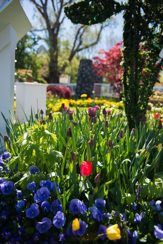 4390_exterior-tulips_4_orig