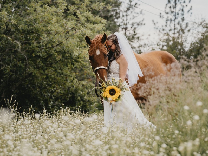 17428_Horse1-1