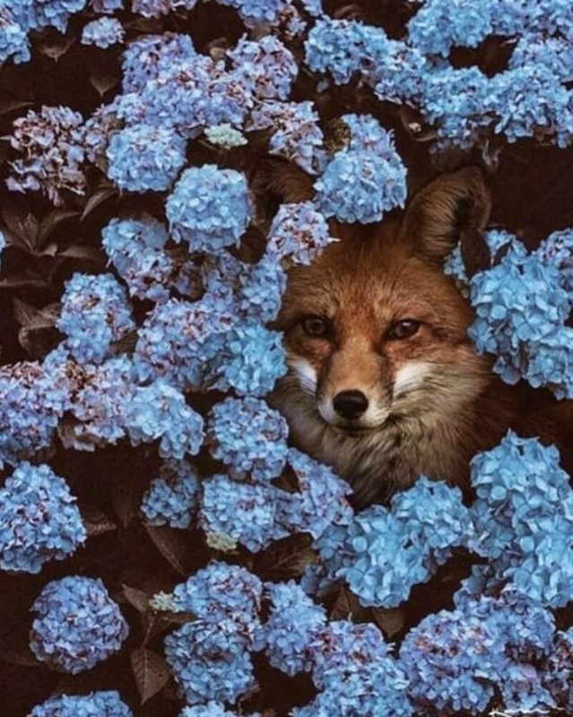 4973_fox-1